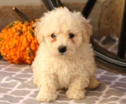 Chip Bichon