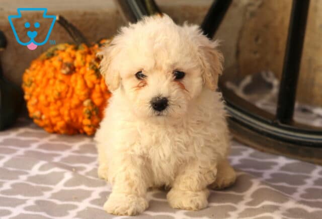 Chip Bichon image