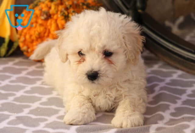 Chip Bichon2 image