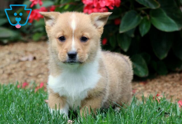 Adorable tan and white Welsh Corgi puppy standing on green grass near bright red flowers. This Pembroke Welsh Corgi has a white blaze on its face and a short, fluffy coat. image