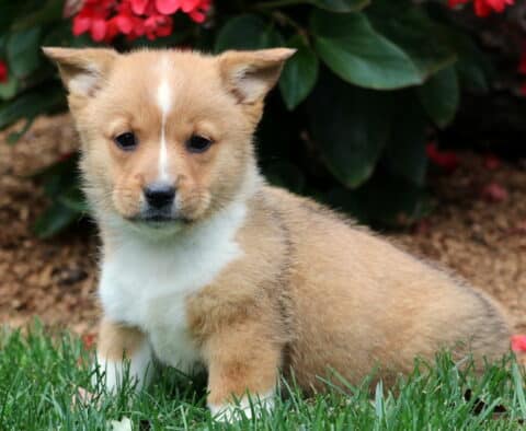 Sweet tan and white Welsh Corgi puppy sitting on grass near red flowers. This Pembroke Welsh Corgi has a white chest, a small blaze on its forehead, and a calm, curious expression.