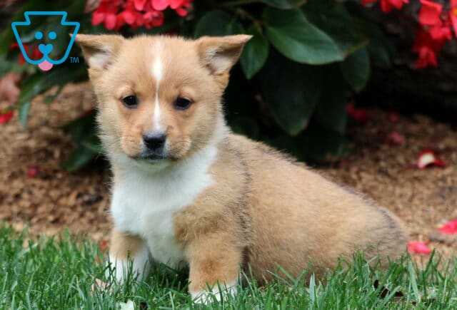 Sweet tan and white Welsh Corgi puppy sitting on grass near red flowers. This Pembroke Welsh Corgi has a white chest, a small blaze on its forehead, and a calm, curious expression. image