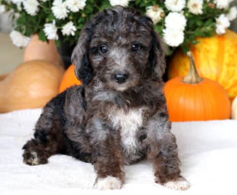 Chips Cockapoo
