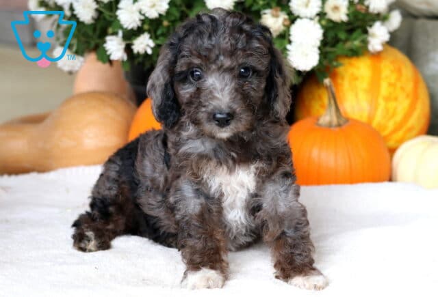 Chips Cockapoo image