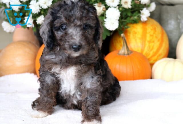 Chips Cockapoo2 image