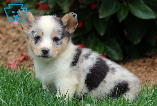 Blue merle Welsh Corgi puppy with black, gray, and white markings sitting on green grass. This Pembroke Welsh Corgi has adorable speckled fur, floppy ears, and a sweet, gentle face. image