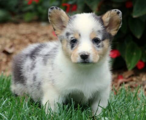 Blue merle Welsh Corgi puppy with black, gray, and tan markings standing on lush green grass. This Pembroke Welsh Corgi has a soft white face and adorable spotted ears.