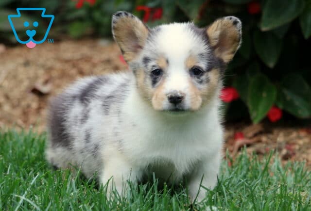 Blue merle Welsh Corgi puppy with black, gray, and tan markings standing on lush green grass. This Pembroke Welsh Corgi has a soft white face and adorable spotted ears. image