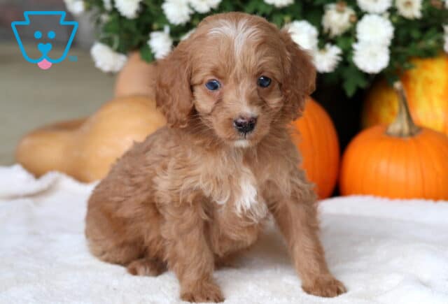 Cici Cockapoo image