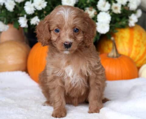 Cici Cockapoo2