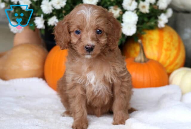 Cici Cockapoo2 image