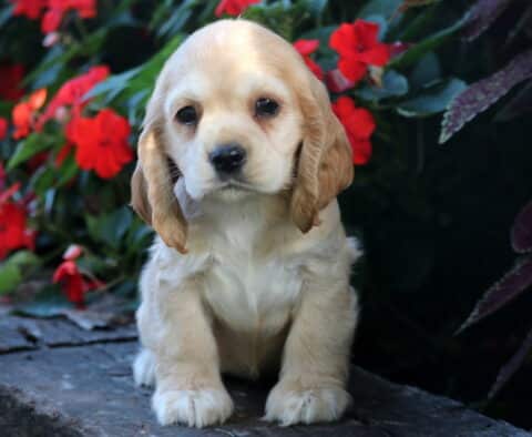 Light cream Cocker Spaniel puppy with floppy tan ears sitting on a stone ledge in front of vibrant red flowers, looking calm and sweet.