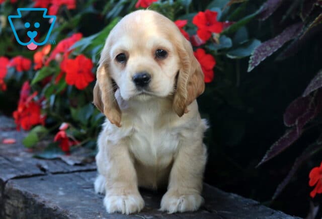 Light cream Cocker Spaniel puppy with floppy tan ears sitting on a stone ledge in front of vibrant red flowers, looking calm and sweet. image