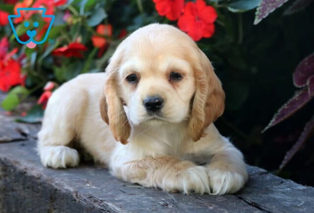 Light cream Cocker Spaniel puppy with tan ears lying on a stone ledge in front of red flowers, resting its paws neatly in front while gazing forward. image