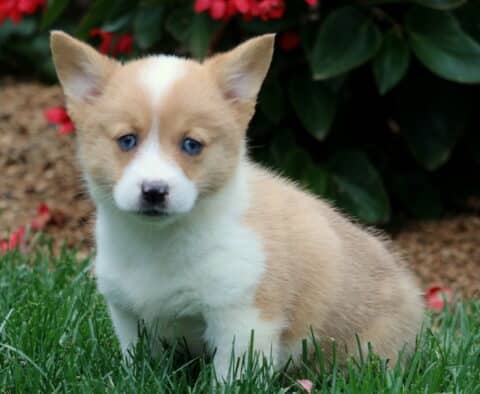 Welsh Corgi puppy with light tan and white fur sitting on grass near flowers. This Pembroke Welsh Corgi has striking blue eyes and a soft, fluffy coat.