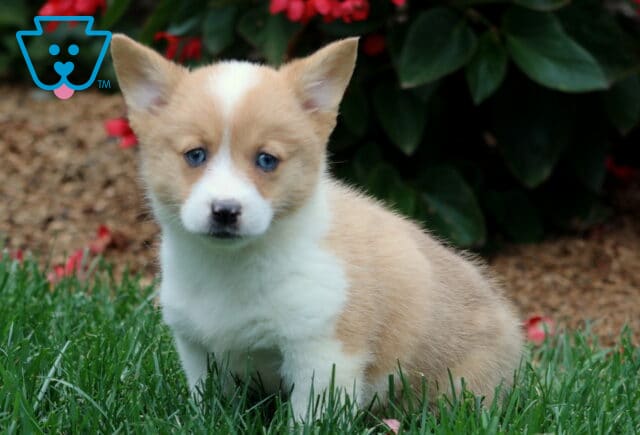 Welsh Corgi puppy with light tan and white fur sitting on grass near flowers. This Pembroke Welsh Corgi has striking blue eyes and a soft, fluffy coat. image