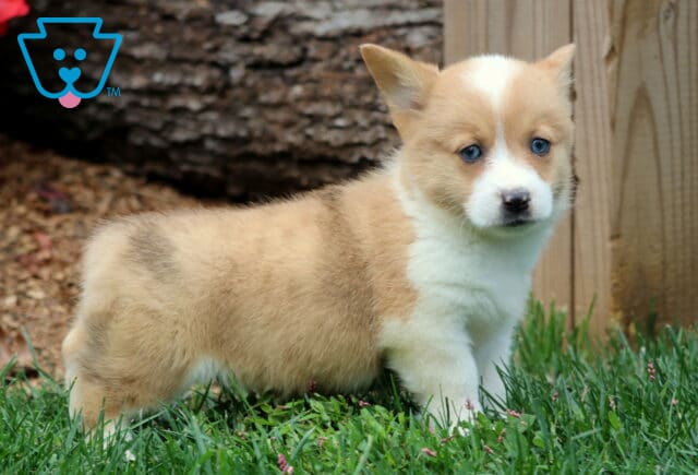Welsh Corgi puppy with tan and white fur and striking blue eyes standing on green grass near a wooden fence. Playful, curious Pembroke Welsh Corgi with a short, fluffy coat. image