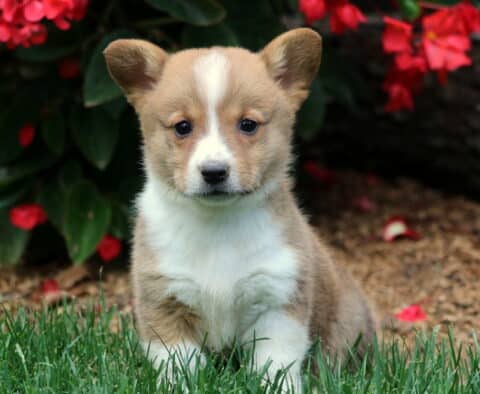 Adorable Welsh Corgi puppy with tan and white fur sitting on green grass in front of red flowers. This Pembroke Welsh Corgi has a white blaze on its face and a sweet, alert expression.