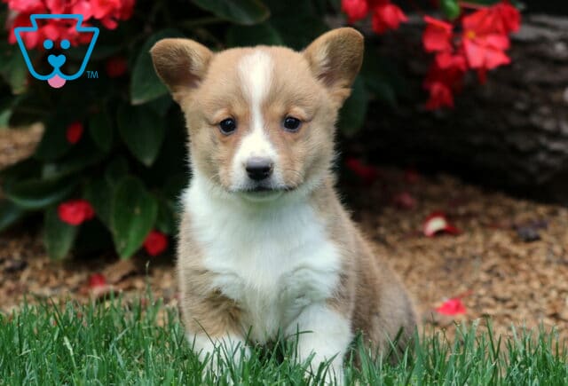 Adorable Welsh Corgi puppy with tan and white fur sitting on green grass in front of red flowers. This Pembroke Welsh Corgi has a white blaze on its face and a sweet, alert expression. image