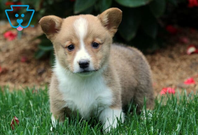 Sweet Welsh Corgi puppy with tan and white fur standing on green grass. This Pembroke Welsh Corgi has a white chest and stripe on its face, with bright, curious eyes. image