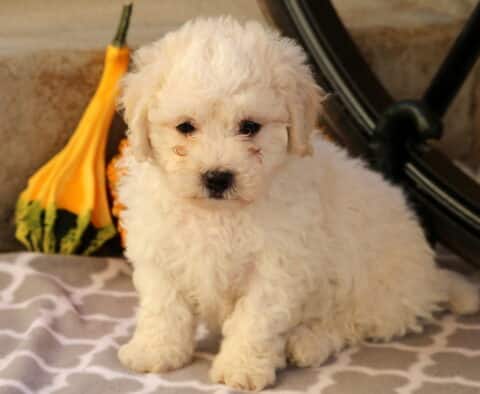 Coco Bichon