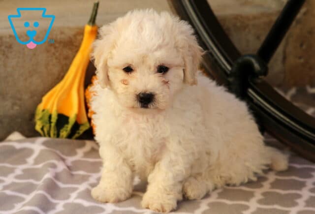 Fluffy white Bichon Frise puppy sitting on a gray patterned blanket beside a yellow and green gourd, looking calm and curious in a cozy indoor setting. image