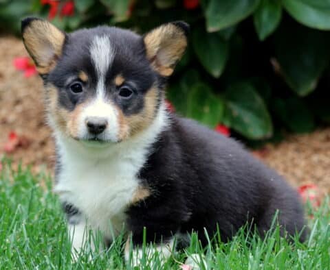 Tri-color Welsh Corgi puppy with black, tan, and white markings sitting on green grass near red flowers. Adorable, alert Pembroke Welsh Corgi with a fluffy coat and bright eyes.