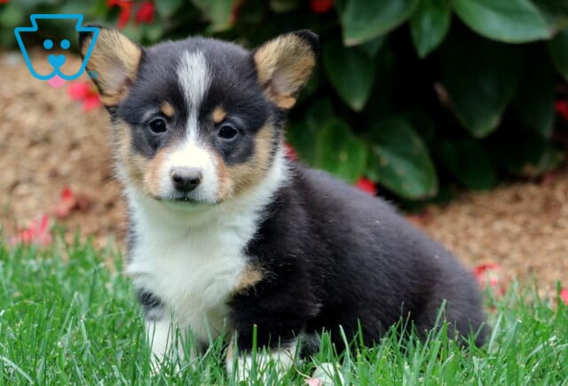 Tri-color Welsh Corgi puppy with black, tan, and white markings sitting on green grass near red flowers. Adorable, alert Pembroke Welsh Corgi with a fluffy coat and bright eyes. image