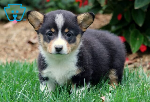 Cute tri-color Welsh Corgi puppy with black, white, and tan fur standing on green grass. This Pembroke Welsh Corgi has perky ears and bright, curious eyes near red garden flowers. image