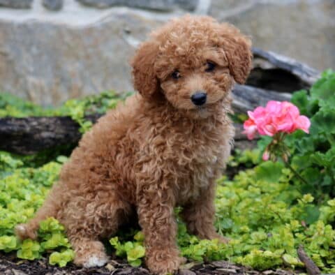 Coda Mini Labradoodle