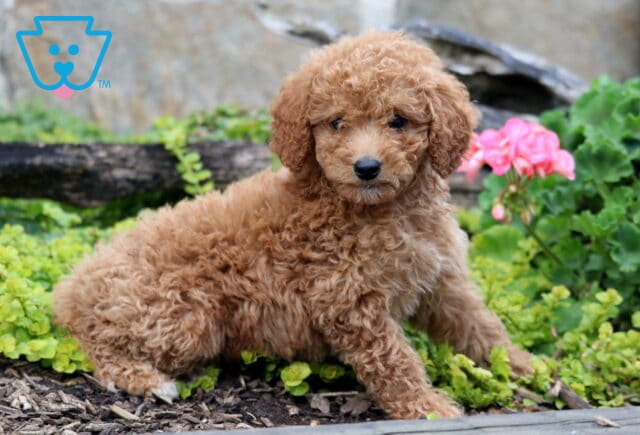 Coda Mini Labradoodle2 image