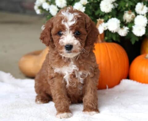 Comet Cockapoo