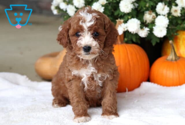 Comet Cockapoo image