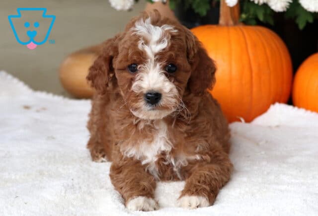 Comet Cockapoo2 image