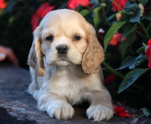 Light golden Cocker Spaniel puppy with floppy ears lying on a stone ledge in front of red flowers, looking calm and relaxed.