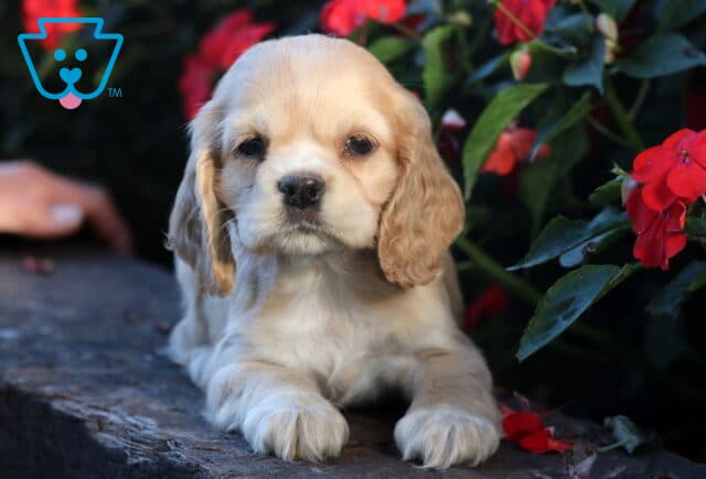 Light golden Cocker Spaniel puppy with floppy ears lying on a stone ledge in front of red flowers, looking calm and relaxed. image