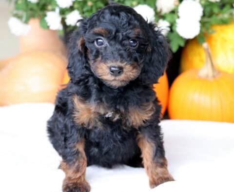 Cookie Cockapoo