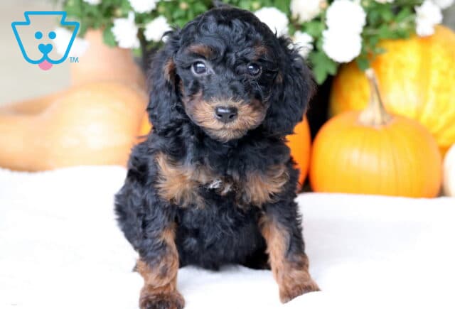 Cookie Cockapoo image
