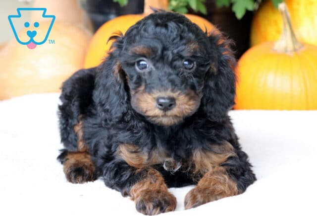 Cookie Cockapoo2 image