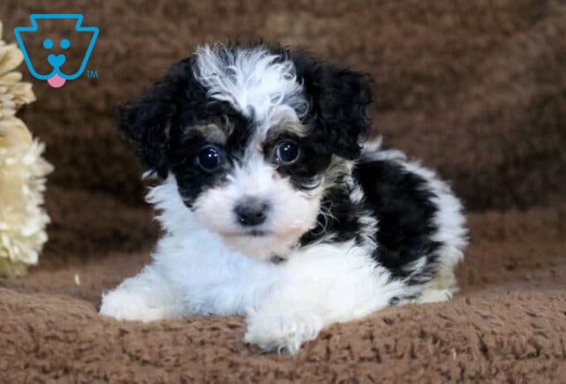 Cookie Havapoo image