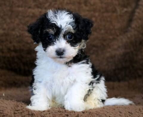 Cookie Havapoo2 Cookie Havapoo2