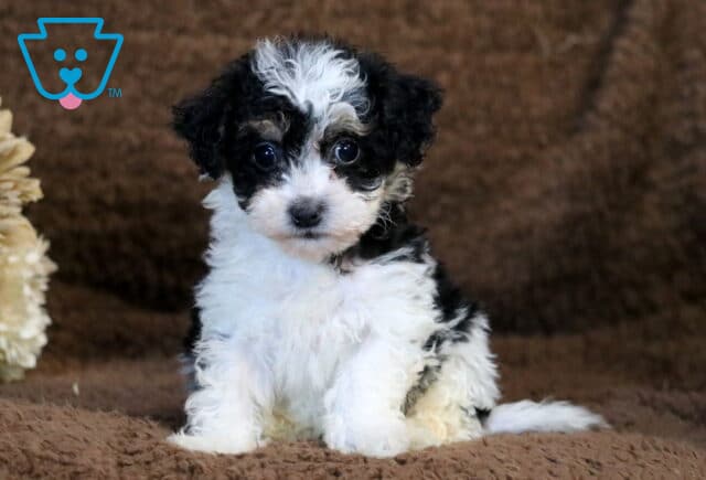 Cookie Havapoo2 image