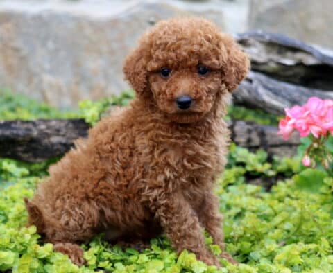 Cookie Mini Labradoodle