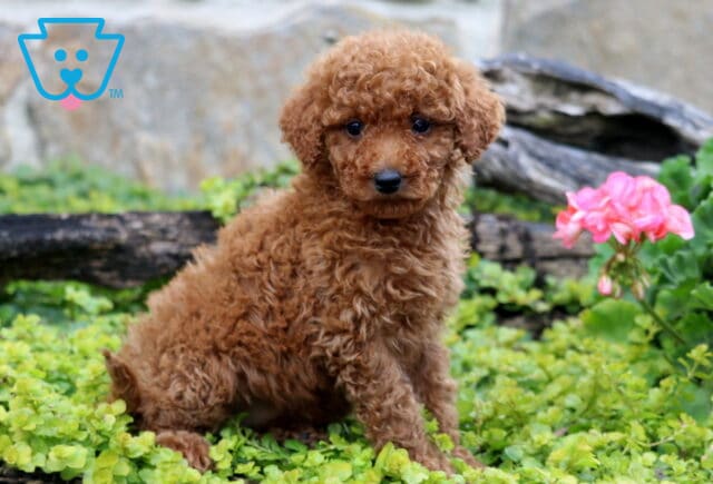 Cookie Mini Labradoodle image