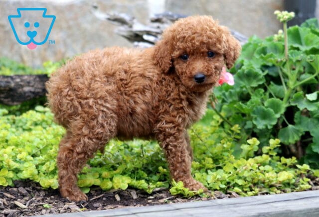 Cookie Mini Labradoodle2 image