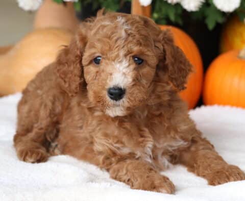 Cori Cockapoo