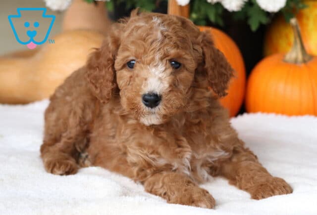 Cori Cockapoo image