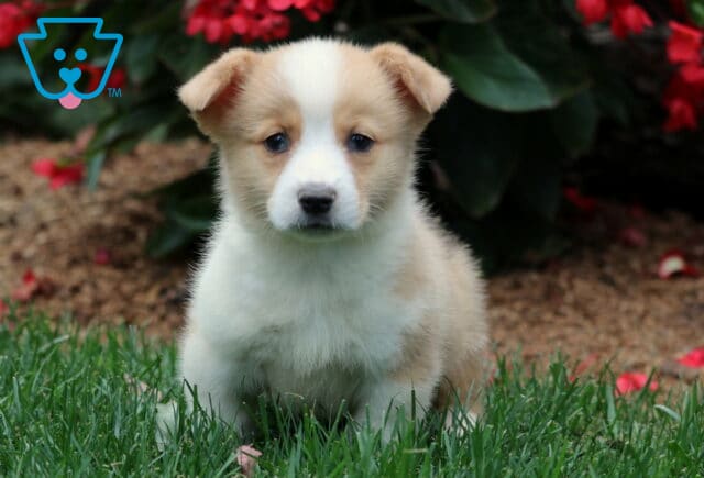 Light tan and white Welsh Corgi puppy sitting on green grass with red flowers in the background. This Pembroke Welsh Corgi has a soft, fluffy coat and a gentle, attentive look. image