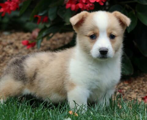 Adorable Welsh Corgi puppy with cream, white, and gray markings standing on grass near red flowers. This Pembroke Welsh Corgi has a fluffy coat and curious, gentle expression.