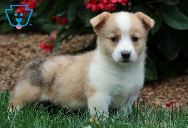 Adorable Welsh Corgi puppy with cream, white, and gray markings standing on grass near red flowers. This Pembroke Welsh Corgi has a fluffy coat and curious, gentle expression. image